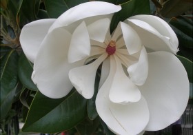 “Magnolia grandiflora” (Magnolia, magnolio)
